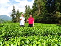 老领导一行到湄潭县茅台村茅珍茶业集团干净黔茶公司生态茶园指导